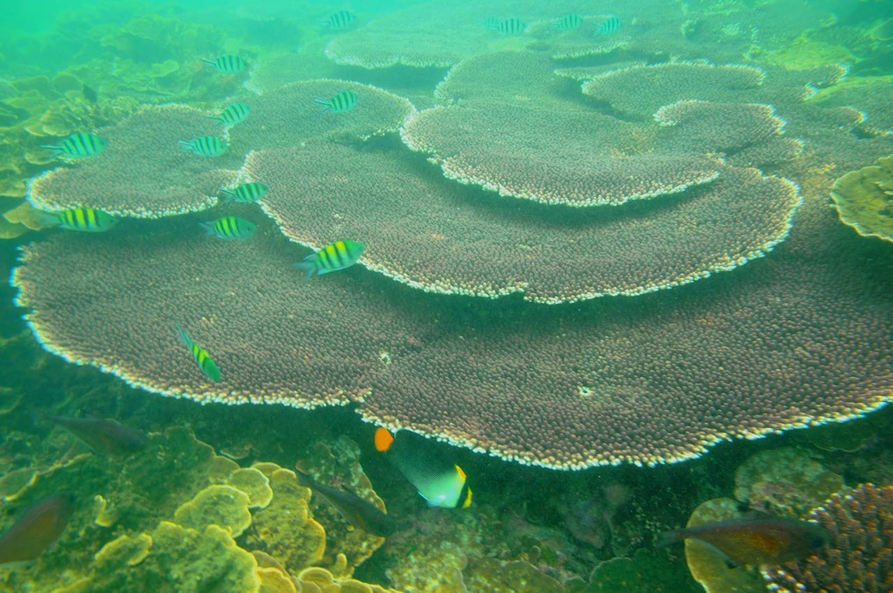 Eagle Bay Retreat Private Bay Snorkeling underwate world