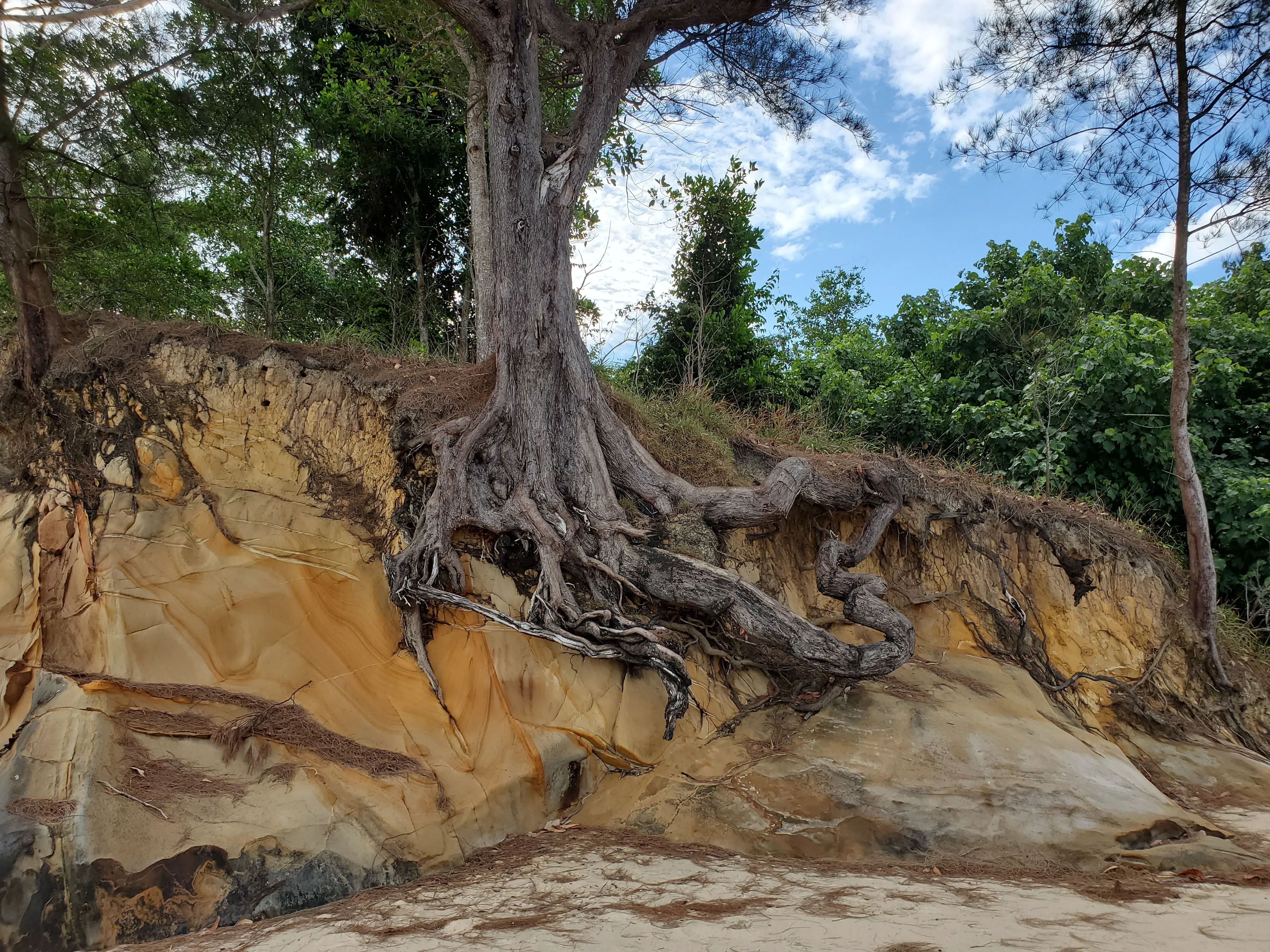 Eagle Bay Retreat Must-See Photo Tree root 