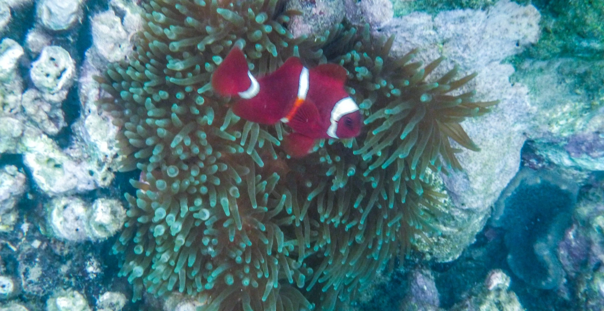 Eagle Bay Retreat Beach Activities nemo 